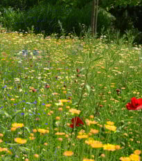 Trvalková zmes kvetinovej lúky - Černý-BioPro - osivo lúčnych kvetov - 40 g