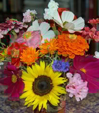 Letničková lúka Pestrá kytica - Černý-BioPro - osivo lúčnych kvetov - 20 g