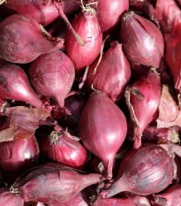 Cibuľa šalotka Schelia jarná červená - Allium cepa L. - semená cibuľa - 150 ks