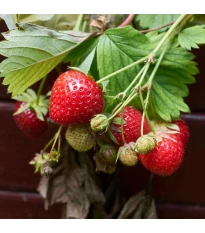 Jahoda Korona - Fragaria ananassa - voľnokorenné sadenice jahôd - 5 ks