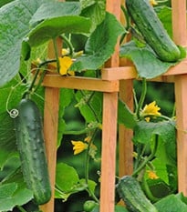 Uhorka Patio Snacker F1 - vhodné pre balkóny - Cucumis sativus - semená uhorky - 8 ks