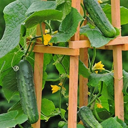 Uhorka Patio Snacker F1 - vhodné pre balkóny - Cucumis sativus - semená uhorky - 8 ks