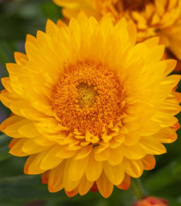 Slamienka Lemon Yellow - Helichrysum bracteosum - semená slamienky - 300 ks