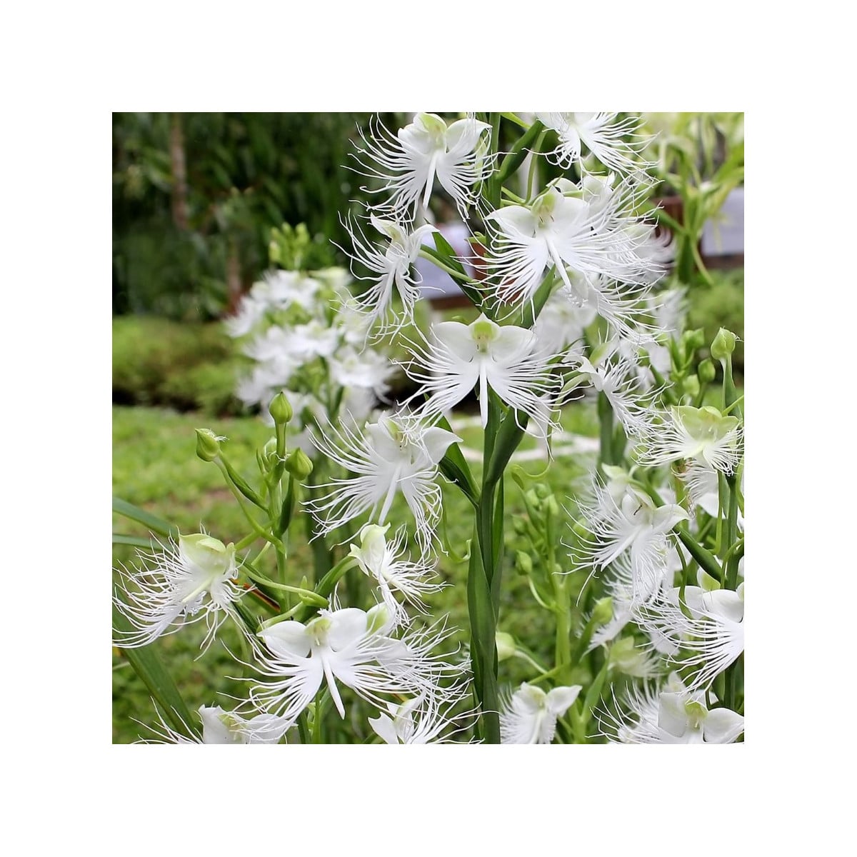 Vtáčia orchidea - Habenaria radiata - cibuľky vtáčej orchidey - 1 ks