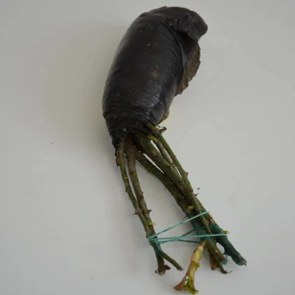 Ruža veľkokvetá pnúca biela - Rosa - voľnokorenné sadenice ruží - 1 ks