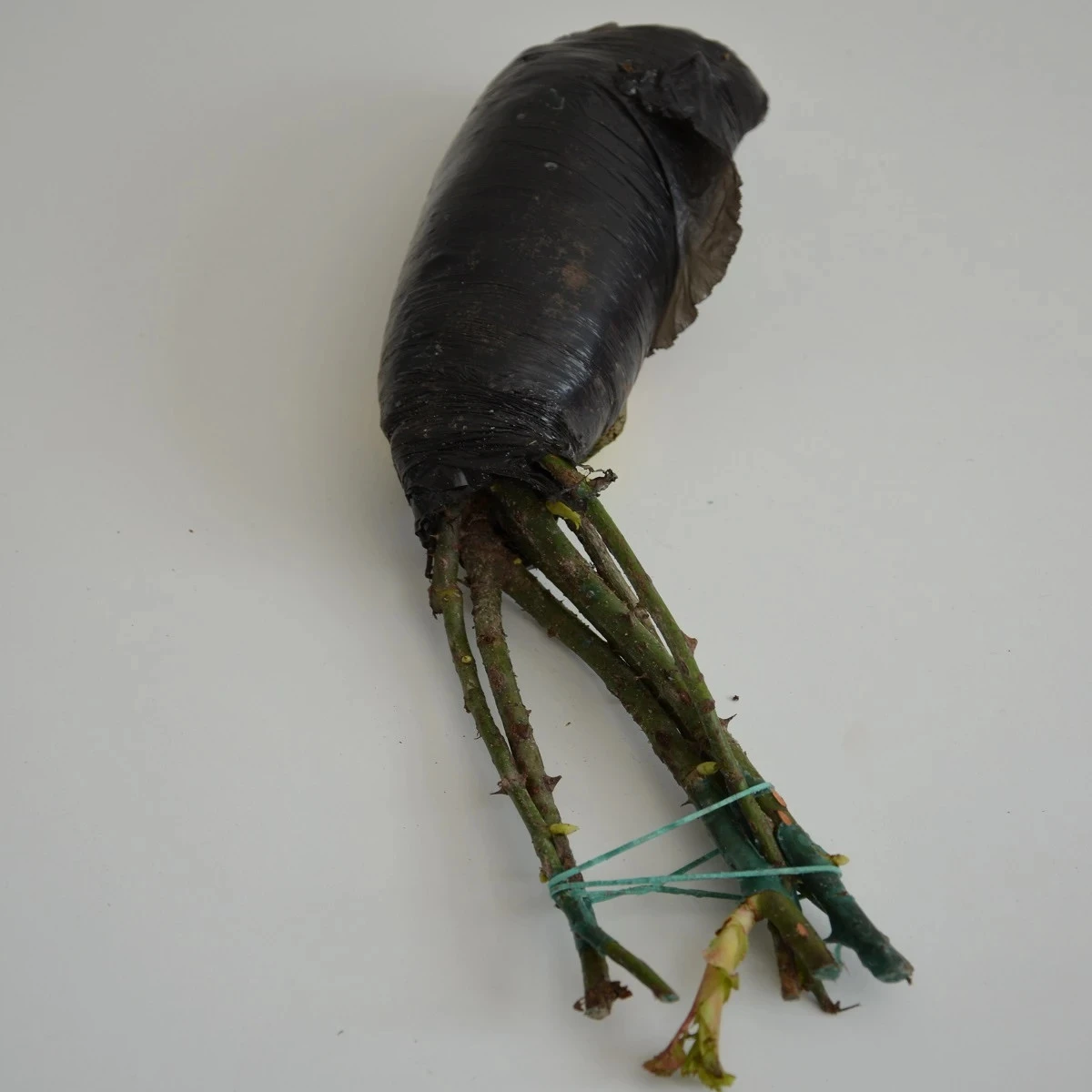 Ruža veľkokvetá pnúca biela - Rosa - voľnokorenné sadenice ruží - 1 ks