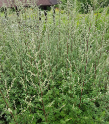 Palina obyčajná - Artemisia vulgaris - semená paliny - semiačka - 50 ks