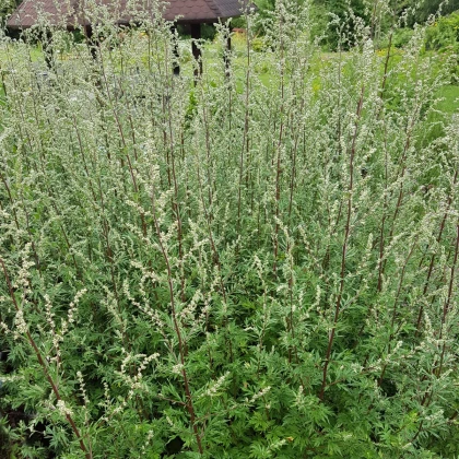 Palina obyčajná - Artemisia vulgaris - semená paliny - semiačka - 50 ks
