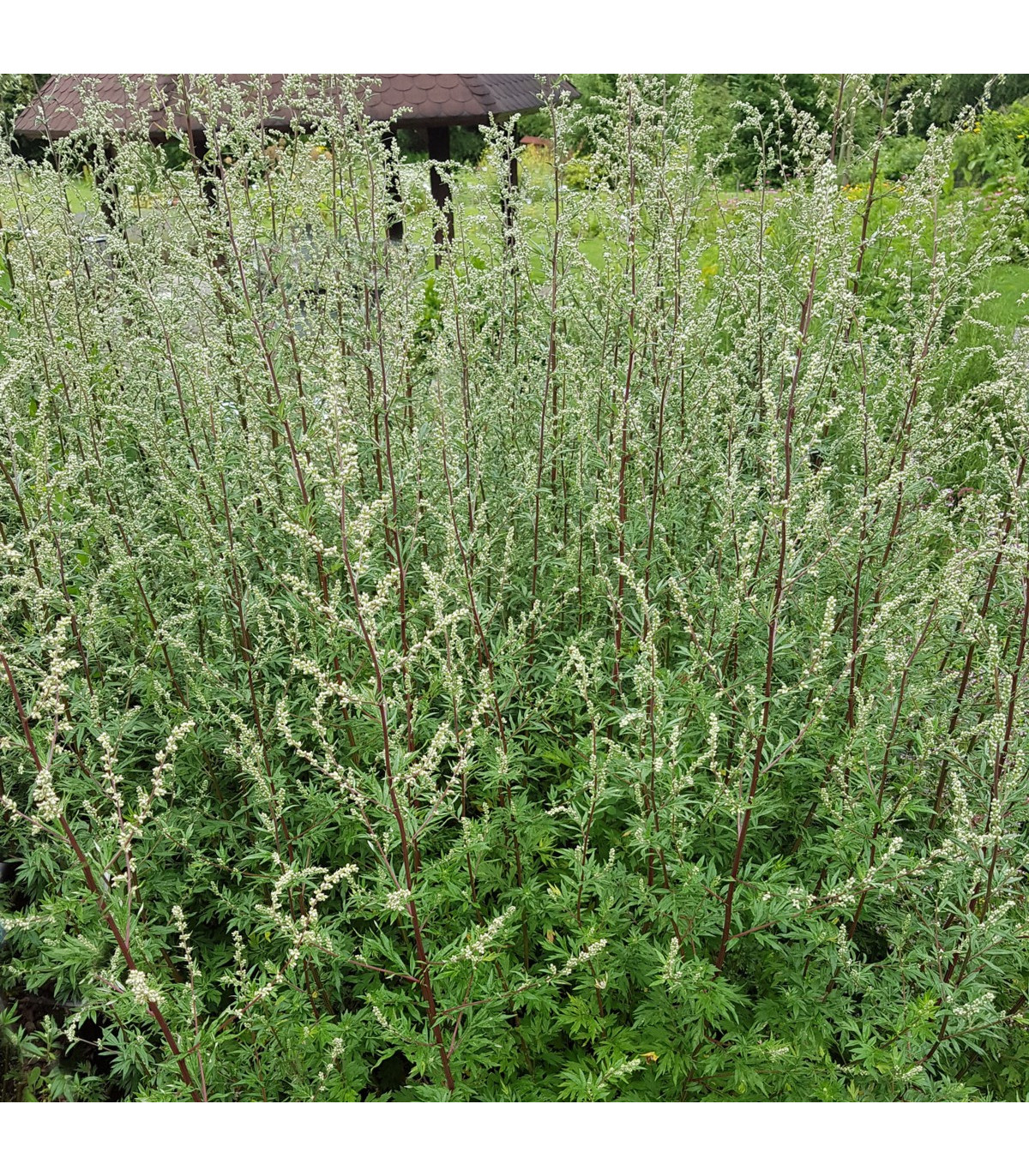 Palina obyčajná - Artemisia vulgaris - semená paliny - 0,01 g