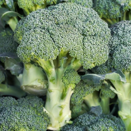 Brokolica Marathon F1 - Brassica oleracea - semená brokolice - 30 ks