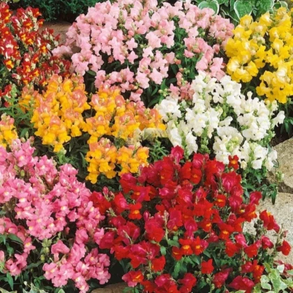 Papuľka väčšia Tom Pouce - Antirrhinum majus L. - semená papuľky - 300 ks
