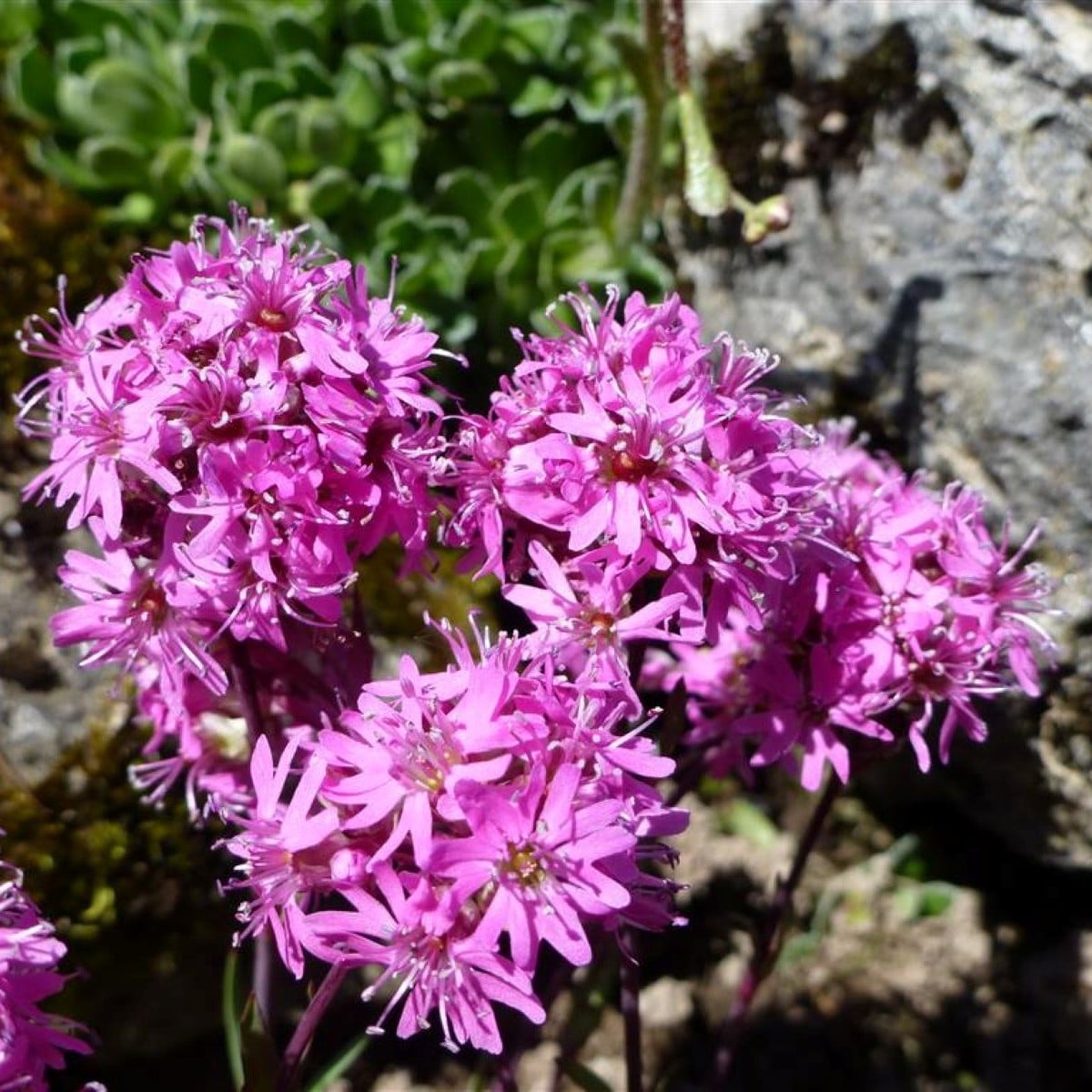 Kukučka alpínska - Lychnis alpina - semená - 20 ks