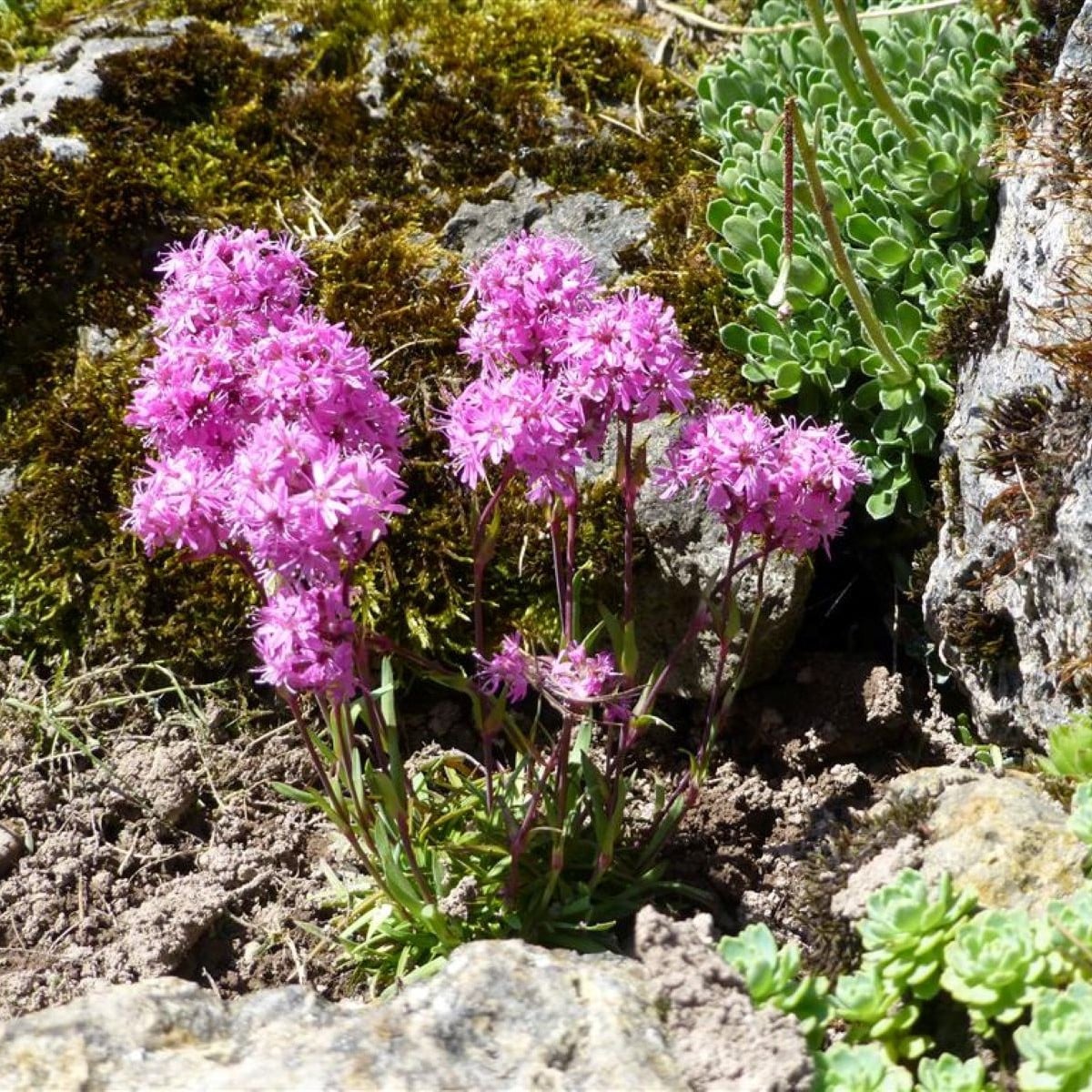 Kukučka alpínska - Lychnis alpina - semená - 20 ks