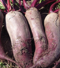 BIO Repa červená Formanova - Beta vulgaris - bio semená repy - 50 ks