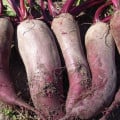 BIO Repa červená Formanova - Beta vulgaris - bio semená repy - 50 ks