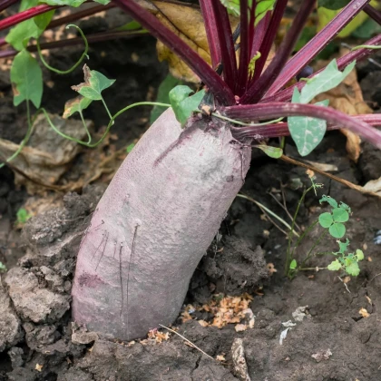 BIO Repa červená Formanova - Beta vulgaris - bio semená repy - 50 ks