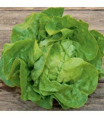 BIO Šalát hlávkový Lucinde - Lactuca sativa - bio semená šalátu - 100 ks