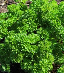 Petržlen Zelená Perla - Petroselinum crispum - semená petržlenu - 800 ks