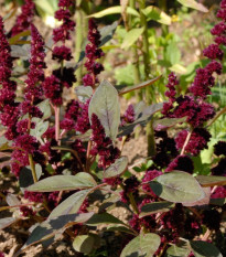 Láskavec Pygmy Torch - Amaranthus hypochondriacus - semená láskavca - 100 ks
