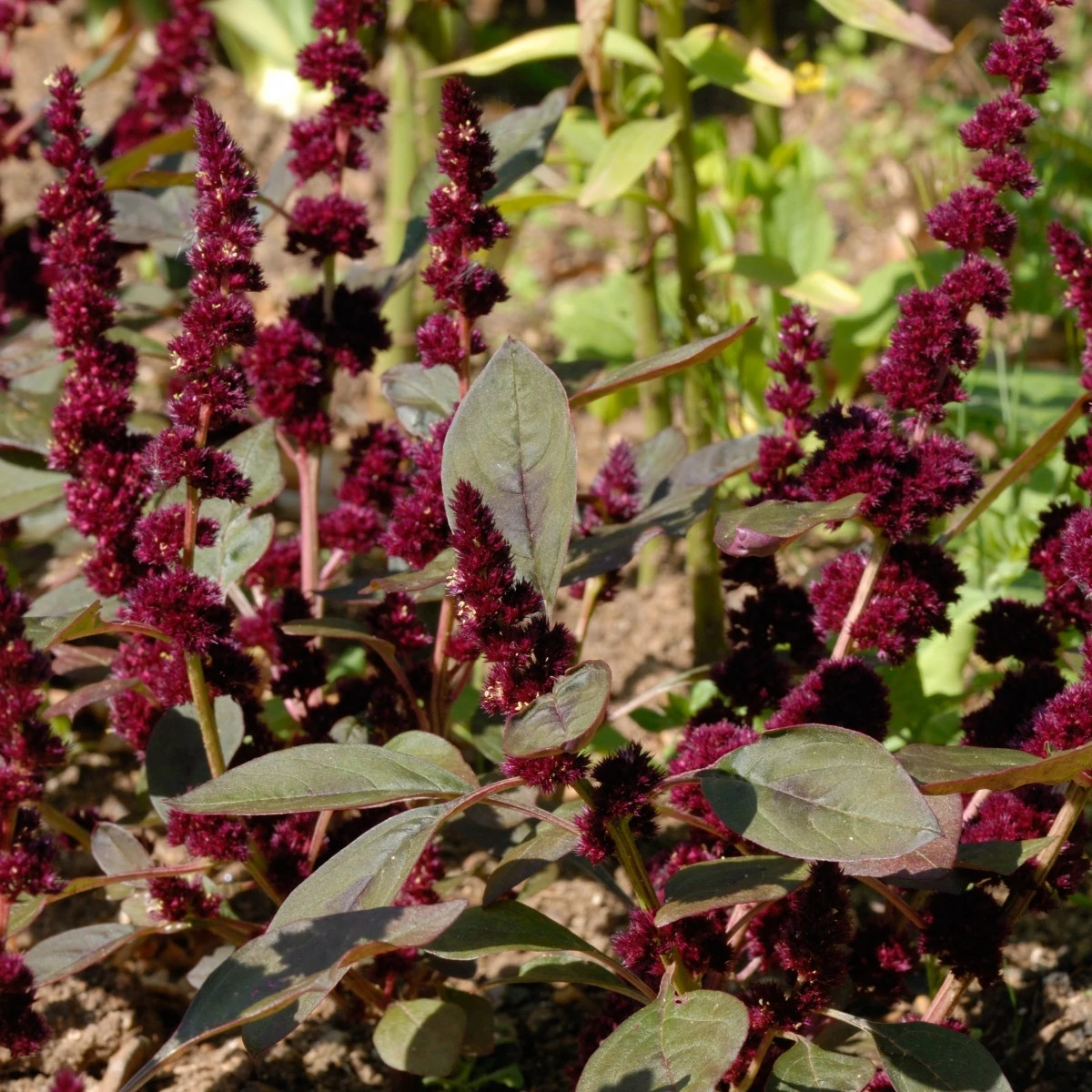 Láskavec Pygmy Torch - Amaranthus hypochondriacus - semená láskavca - 100 ks