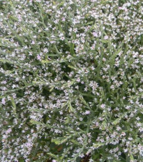 Limonka tatárska - Limonium tataricum - semená limonky - 50 ks