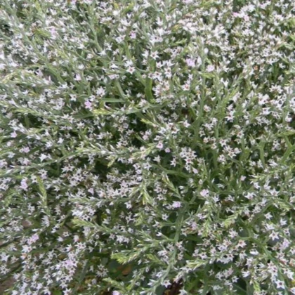 Limonka tatárska - Limonium tataricum - semená limonky - 50 ks