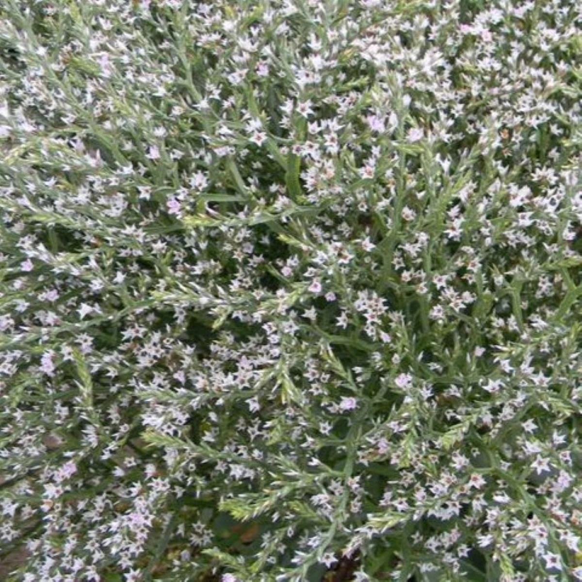 Limonka tatárska - Limonium tataricum - semená limonky - 50 ks