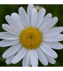 Margaréta trávolistá - Leucanthemum graminifolium - semená margaréty - 50ks