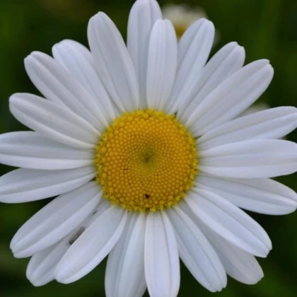 Margaréta trávolistá - Leucanthemum graminifolium - semená margaréty - 50ks
