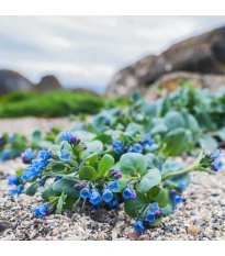 Mertenzia prímorská Silver Ocean blue - Mertensia maritima - semená mertenzie - 50 ks