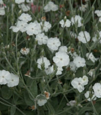 Kukučka vencová White - Lychnis coronaria - semená kukučky - 100 ks