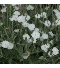 Kukučka vencová White - Lychnis coronaria - semená kukučky - 50 ks