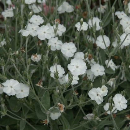 Kukučka vencová White - Lychnis coronaria - semená kukučky - 50 ks