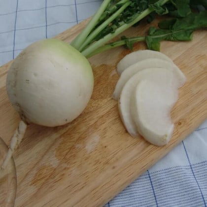 Reďkev Acord - Raphanus sativus - semená reďkve - 150 ks