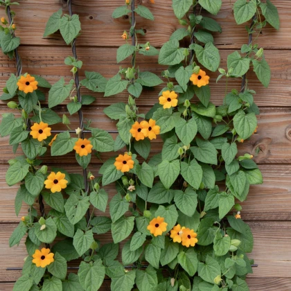 Tunbergia krídlatá - Susie oranžová - Thunbergia alata - semená - 12 ks