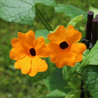 Tunbergia krídlatá - Susie oranžová - Thunbergia alata - semená - 12 ks
