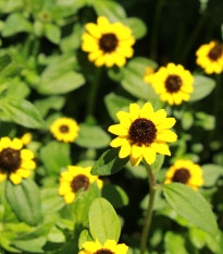 BIO Vitálka položená - Sanvitalia procumbens - bio semená vitálky - 60 ks