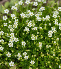 Machovička šidlovitá - Sagina subulata - semená - 150 ks