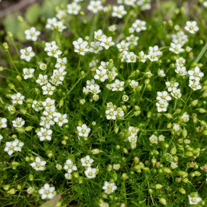 Machovička šidlovitá - Sagina subulata - semená - 150 ks