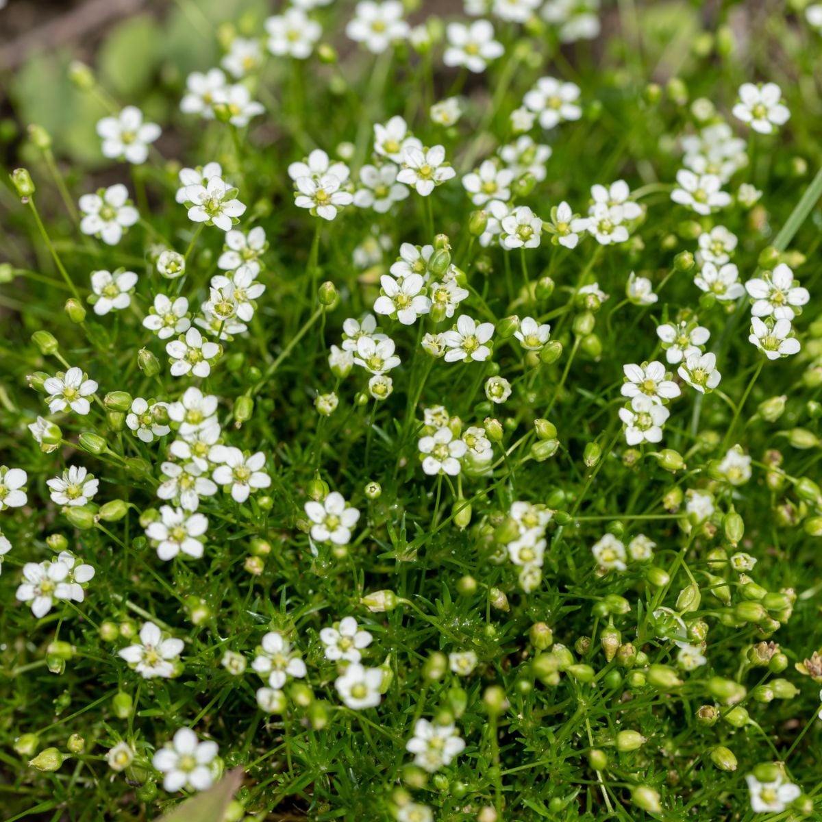 Machovička šidlovitá - Sagina subulata - semená - 150 ks