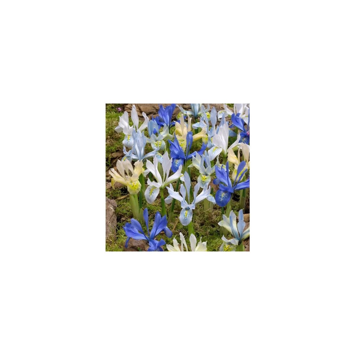 Nízke kosatce zmes - Iris reticulata - hľuzy kosatca - 5 ks