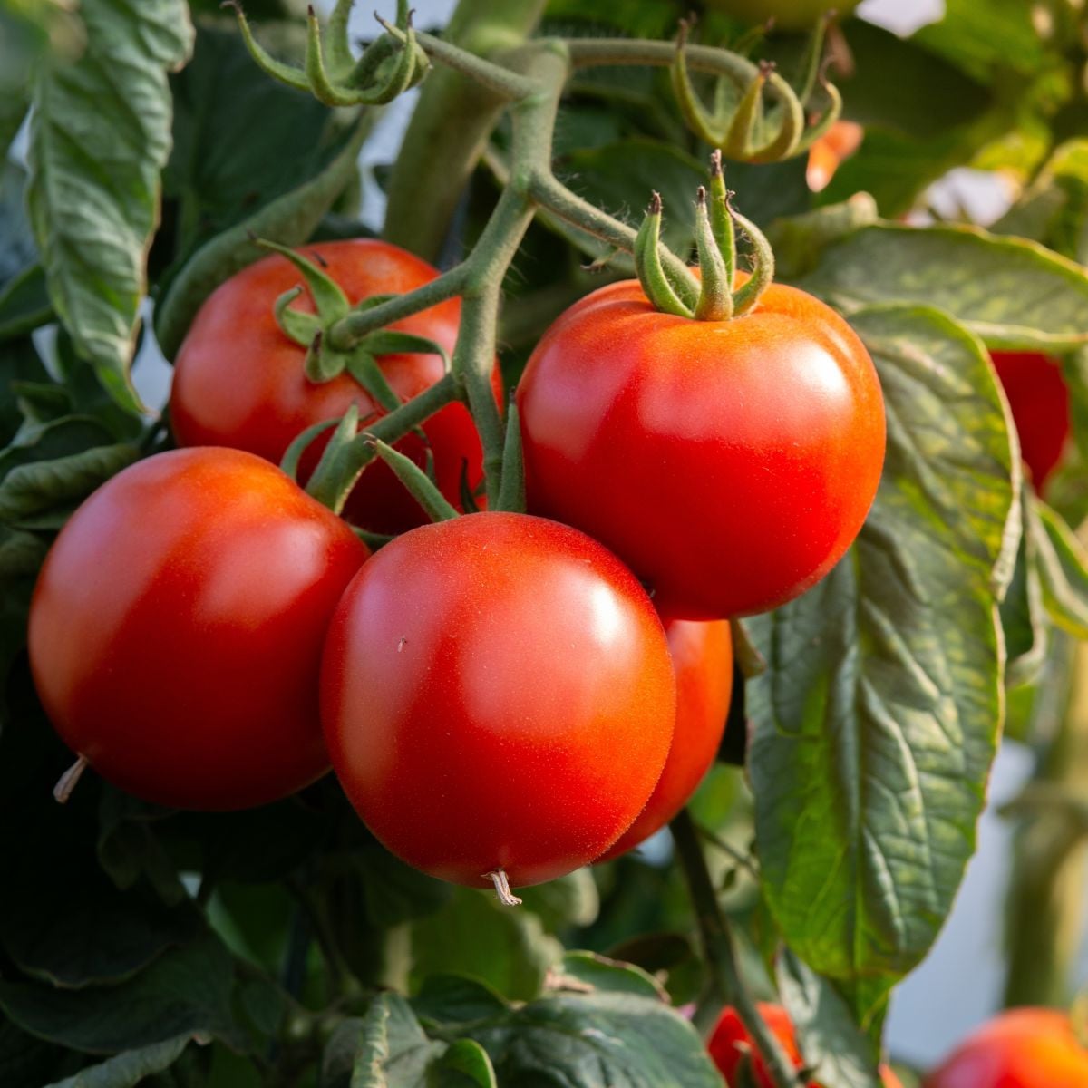 Paradajka Rentita - Solanum lycopersicum - semená paradajok - 15 ks