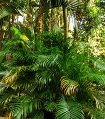 Palma Ptychosperma - Ptychosperma sp. Black fruit - semená palmy - 3 ks