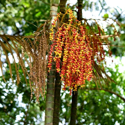 Palma Ptychosperma - Ptychosperma sp. Black fruit - semená palmy - 3 ks