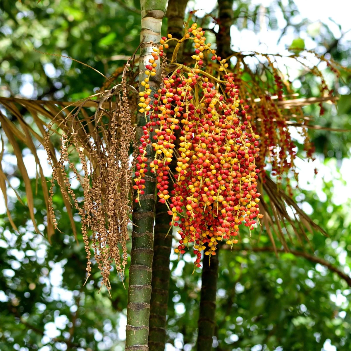 Palma Ptychosperma - Ptychosperma sp. Black fruit - semená palmy - 3 ks