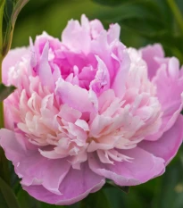 Pivónia Sorbet - Paeonia - hľuzy pivónie - 1 ks