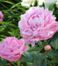 Pivónia Sarah Bernhardt - Paeonia lactiflora - hľuzy pivónie - 1 ks