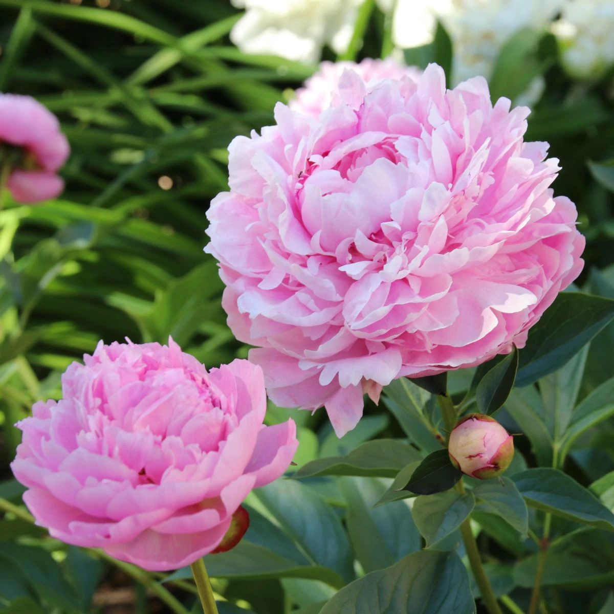 Pivónia Sarah Bernhardt - Paeonia lactiflora - hľuzy pivónie - 1 ks