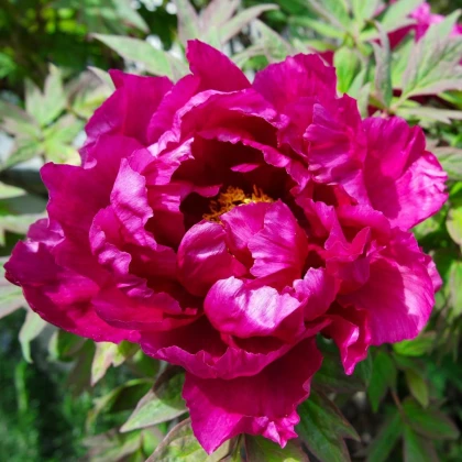 Pivónia Karl Rosenfield - Paeonia lactiflora - hľuzy pivónie - 1 ks