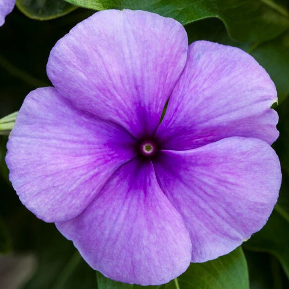 Katarant Vitesse Blue F1 - Catharanthus r. - zimozeleň - semená - 30 ks